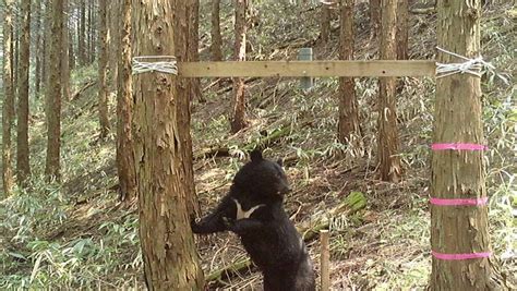 クマ目撃、市街地で相次ぐ 専門家「想定外地域で遭遇も」 注意呼び掛け ／山口 毎日新聞