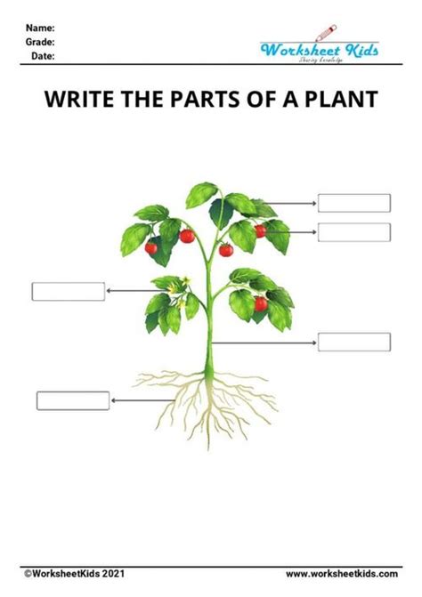 Parts Of A Plant And Its Functions Worksheets Free Printable Pdf