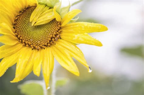 Sunflower after the Rain