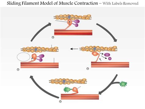 0614 Sliding Filament Model Of Muscle Contraction Medical Images For Powerpoint | PowerPoint ...