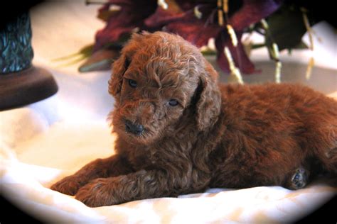 Premium Moyen Poodle Breeders In Texas