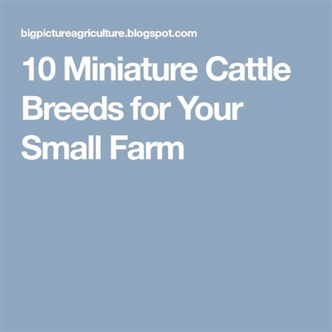 10 Miniature Cattle Breeds for Your Small Farm | Miniature cattle, Small farm, Cattle