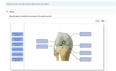 Drag The Labels To Identify The Structures In The Right Knee Joint