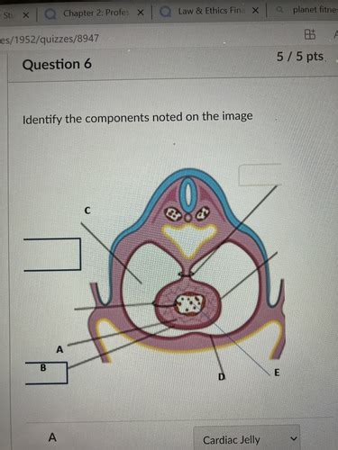 Final Embryology Test 3 Cardiac Flashcards Quizlet