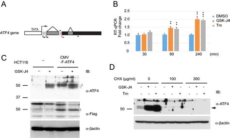 Atf4 Induction Is Not Due To An Increase In Atf4 Mrna Or Atf4 Protein Download Scientific