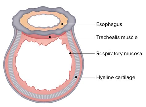 trachea anatomy concise medical knowledge
