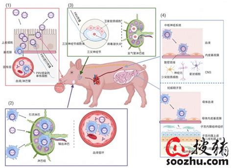 伪狂犬病病毒：从发病机制到预防策略其他疾病【搜猪网生猪预警网】