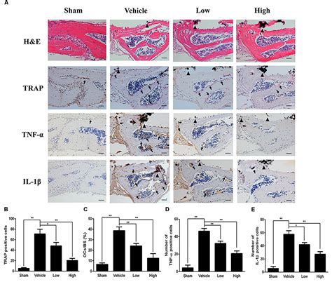 Frontiers 20 S Protopanaxadiol Inhibits Titanium Particle Induced