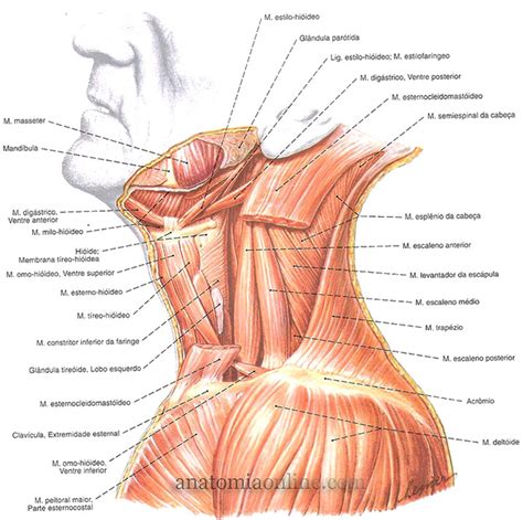 Músculos do Pescoço Anatomia Online