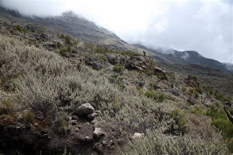 Mt Kilimanjaro, Tanzania, Africa Stock Photo - Image of rugged ...