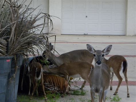 Zoo Tails: Endangered Animals: Key Deer