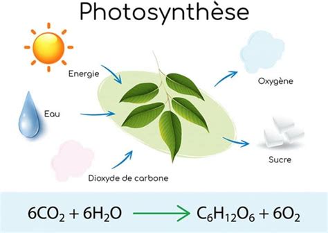 Chlorophylle et chlorophylline caractéristiques et bienfaits