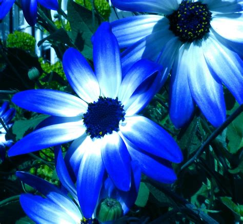 blue bi color pericallis flowers  stock photo public domain pictures