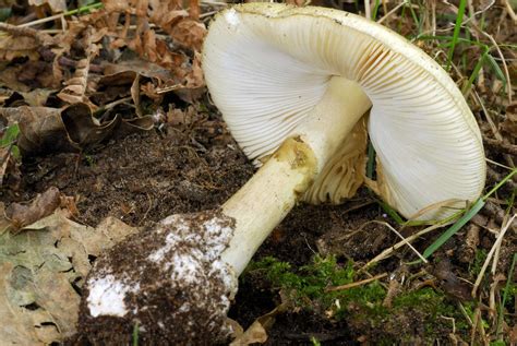 Découverte dun antidote de lamanite phalloïde champignon le plus