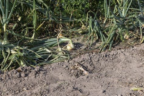 A Field With A Ripe Onion Harvest During The Food Harvest Stock Photo