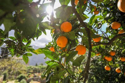 Orange Tree Pruning You Can Depend On