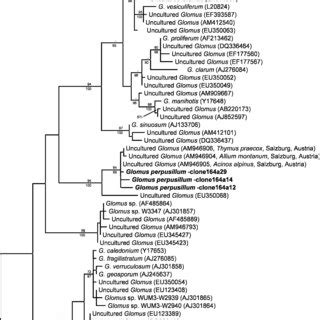 Maximum Likelihood Tree Inferred From Partial Ssu Sequences Showing The