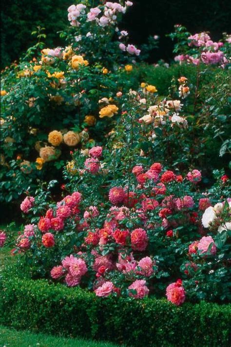 Rose garden design tips – Artofit