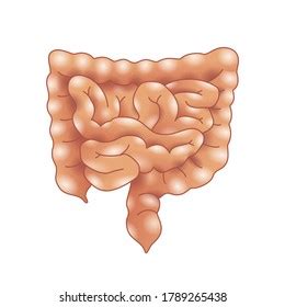 Realistic Human Small Intestine Isolated On Stock Illustration