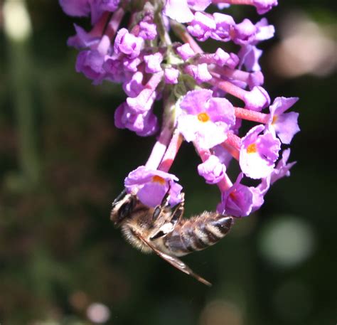 Boise Daily Photo Garden Shot Busy Bee On The Butterfly Bush