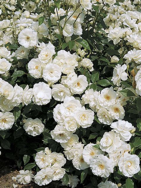 The Best Climbing Roses For Your Garden Trellis Arbor Or Pergola