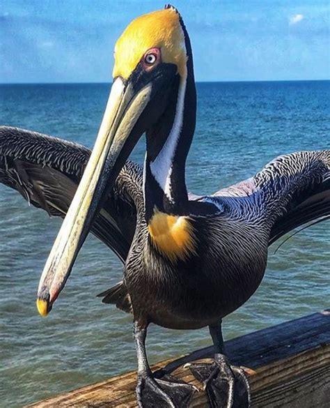 Funky Pelican | Flagler beach, Flagler, Beach