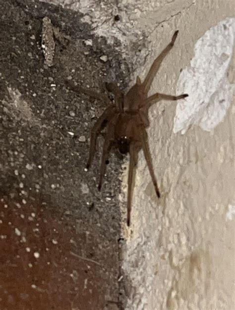 Spider In Antigua Guatemala Rwhatsthisbug