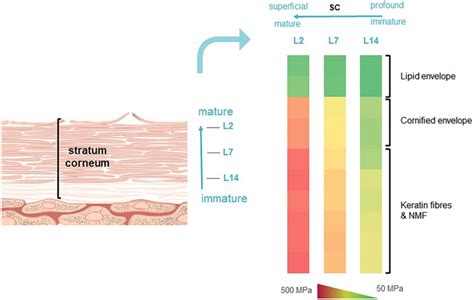 Biomeca How To Characterize Stratum Corneum Mechanical Properties