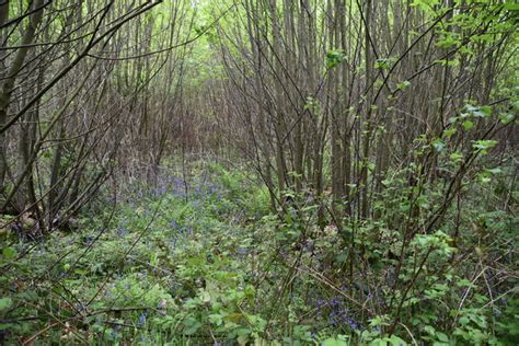 Hurst Wood N Chadwick Geograph Britain And Ireland