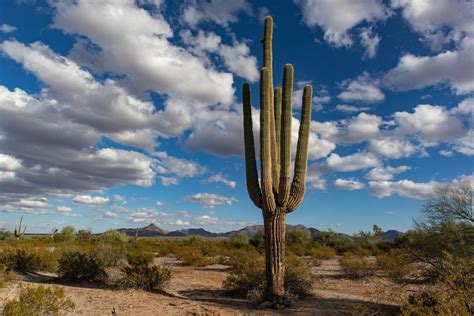 What is a Saguaro Cactus (Carnegiea gigantea) | Southwest Explorers