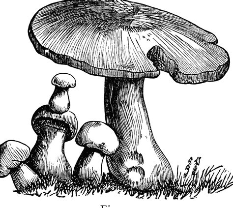 Mushroom Drawing Clip Art Vintage Stuffed Mushrooms