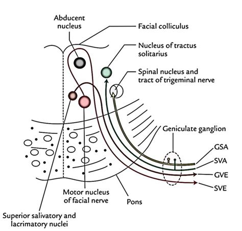 Easy Notes On 【Facial Nerve】Learn in Just 4 Minutes!