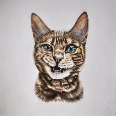 realistic drawing of a cat in 2022 | Realistic drawings, Cat drawing ...