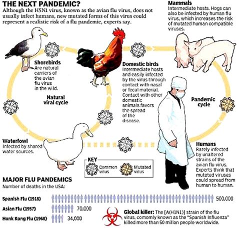 How Risky is Bird Flu Virus H7N9 and Future Strains? | HubPages