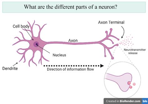 All About Neurons TESS Research Foundation