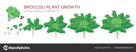 Brokkoli A N V Ny N Veked Si Szakasz Ban Infographic Elemek N Vekv