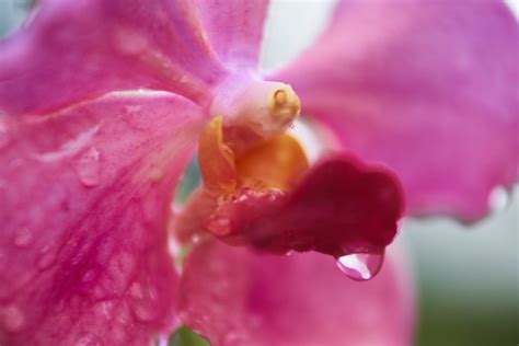 Free Photo | Leaf closeup macro detail pink