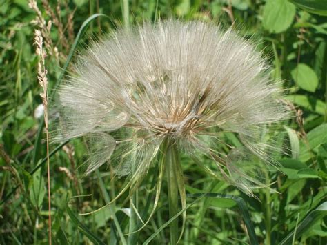 Goats beard seed head - July | Goats beard, Flowers, Plants