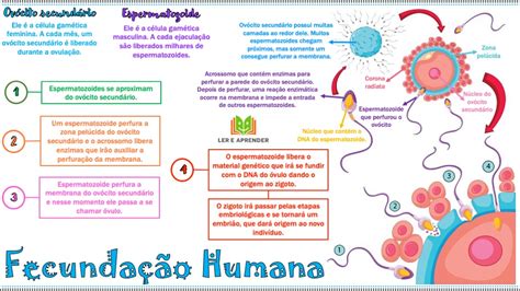 Mapa Mental Sobre A Fecundação Humana Baixe Grátis Em Pdf