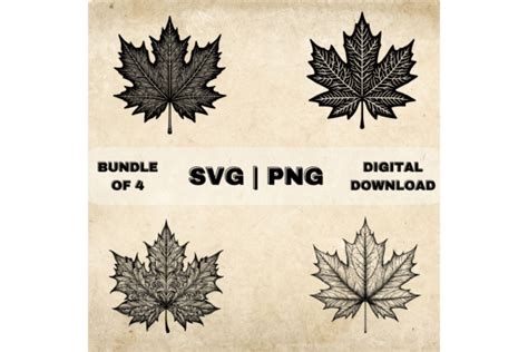 Maple Leaf Svg Bundle Autumn Clipart Graphic By Younique Aartwork