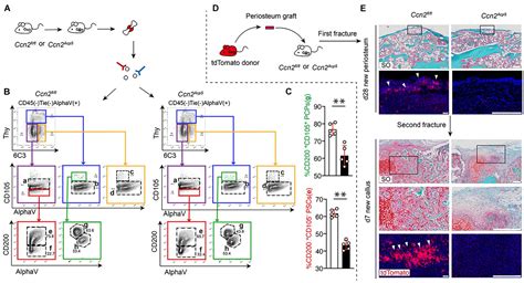 Frontiers Connective Tissue Growth Factor From Periosteal Tartrate