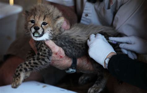 Cheetah Cam Cubs Are Feisty Healthy