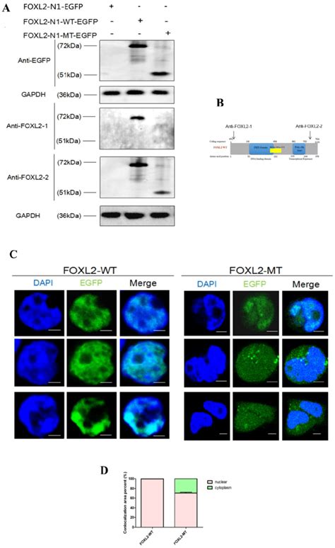 A Western Blotting Showing The Expression Of FOXL2 WT And FOXL2 MT