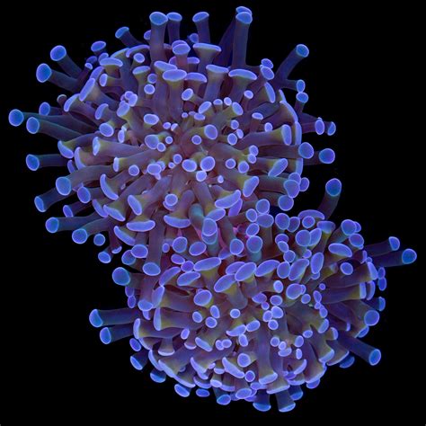 Peach Branching Hammer Coral | Buy Live Coral for Sale | Vivid Aquariums