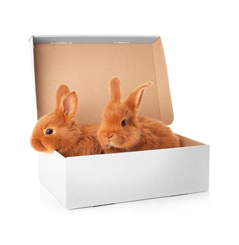 Premium Photo Cute Funny Rabbits In Box On White Background