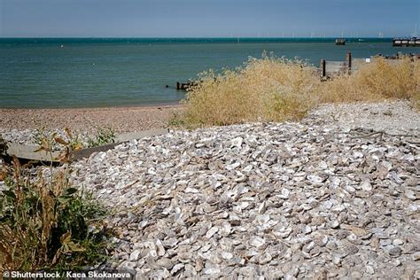 Oyster beds are being reintroduced in the Thames estuary - WSTale.com