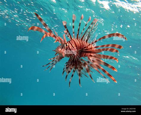 Lion Fish In The Red Sea In Clear Blue Water Hunting For Food