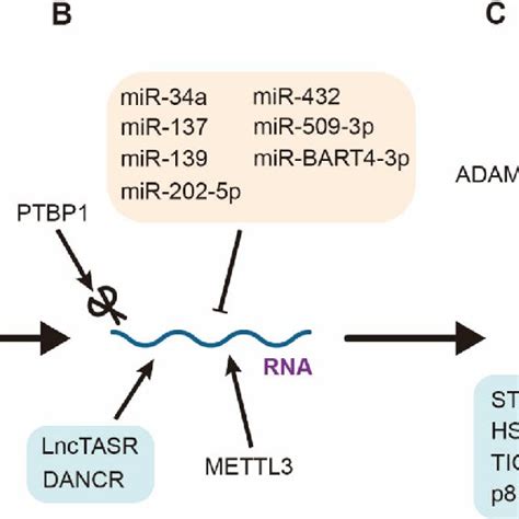 The Regulation Of Axl A Expression Of Axl Is Regulated By Various