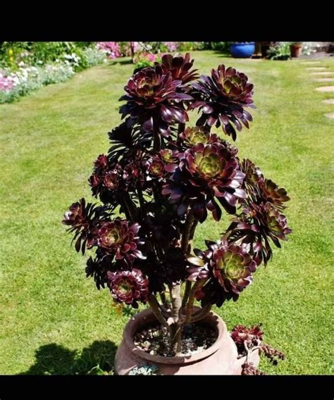 Aeonium Zwartkop Black Rose Succulent Plant Etsy Planting Succulents Plants Succulents