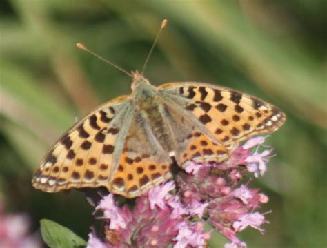 Kleiner Perlmutterfalter Issoria Lathonia Kleiner Pe Flickr